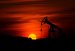 Oil and Gas Industry Sees Wave of Bankruptcies